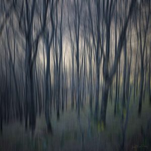 Forêt dense
