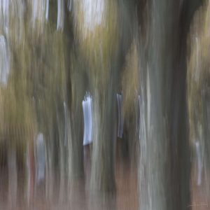 L’armée des platanes