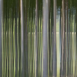 Rideau d’arbres