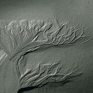 Arborescence
