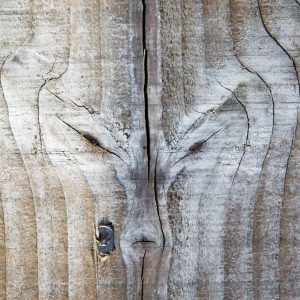 Le loup