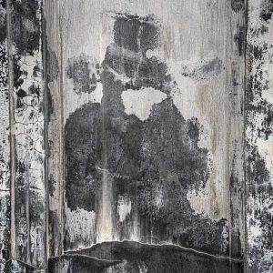 Les arbres du ciel